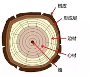 看得懂木材，才做得好家具！