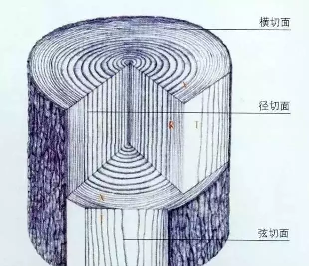 木质部:形成层以内都是木质部分,也就是我们通常加工使用的部分.